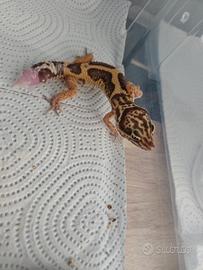 Geco leopardino