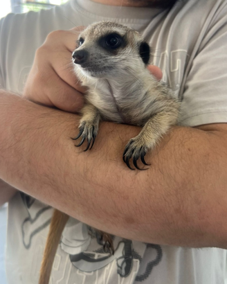 Suricata