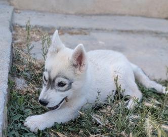 Cuccioli di Siberian Husky