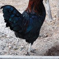 Super galletto giovane URGENt