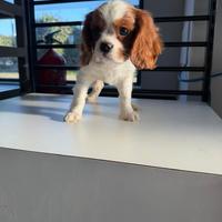 Cavalier king