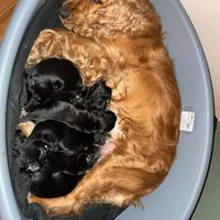 Cuccioli di cocker spaniel nero