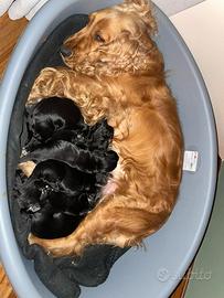 Cuccioli di cocker spaniel nero
