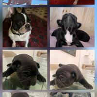 Cuccioli Bulldog Francese