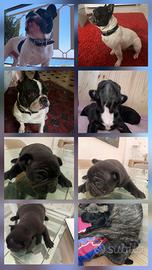 Cuccioli Bulldog Francese