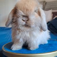 Minilop di pura razza