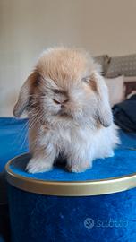 Minilop di pura razza