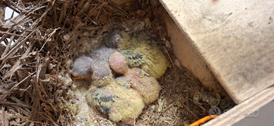 Pulli di inseparabili