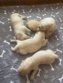 Cuccioli Golden Retriever con pedigree