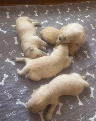 Cuccioli Golden Retriever con pedigree