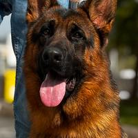 Pastore Tedesco cuccioli disponibili