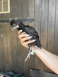 Galline australop