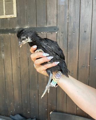 Galline australop
