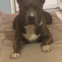 Pitbull blue nose per monta con pedigree