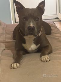 Pitbull blue nose per monta con pedigree