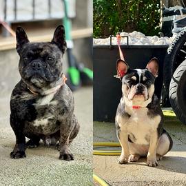 Cucciolata di Bulldog Francese disponibile a breve