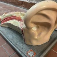 Modello anatomico orecchio ditta Paravia