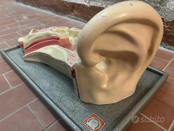 Modello anatomico orecchio ditta Paravia