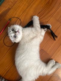 Scottish Fold