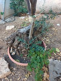 prebonsai ulivo
