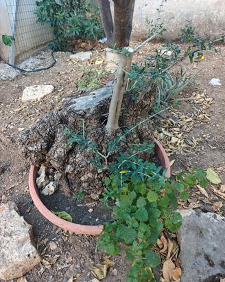 prebonsai ulivo