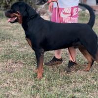 Cucciolo rottweiler