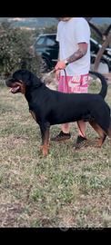 Cucciolo rottweiler