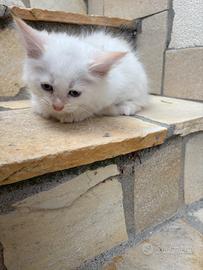Gattino siberiano red point