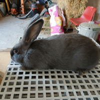 Conigli blu di vienna