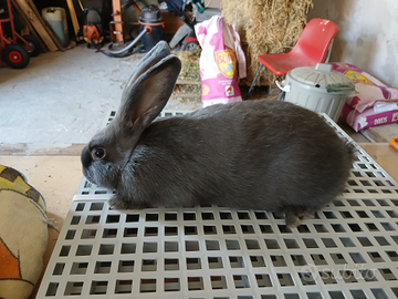 Conigli blu di vienna