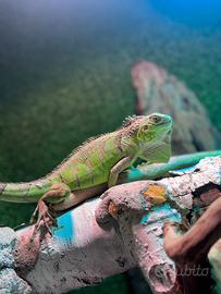 Iguana iguana