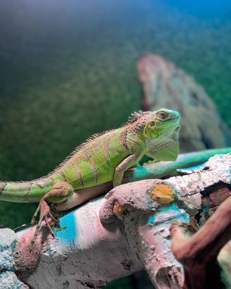 Iguana iguana