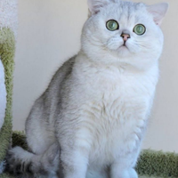 British shorthair da monta