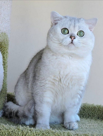 British shorthair da monta