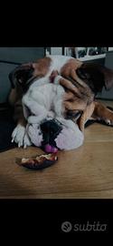 Bulldog inglese per monta
