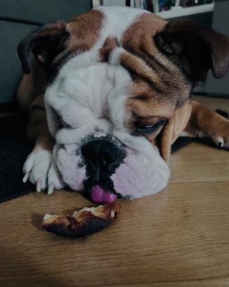 Bulldog inglese per monta