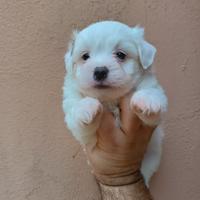 Cuccioli di Coton de Tuléar con Pedigree