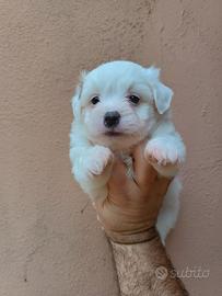 Cuccioli di Coton de Tuléar con Pedigree