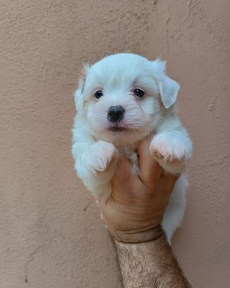Cuccioli di Coton de Tuléar con Pedigree