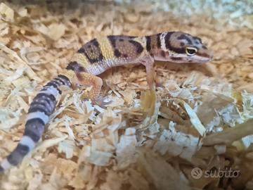 Gechi leopardini