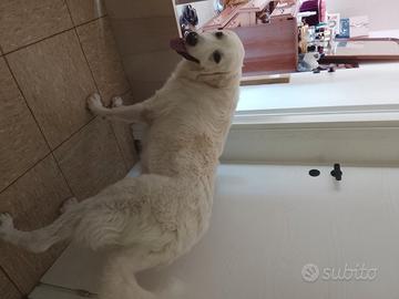 Cucciolo di cane di 10 mesi