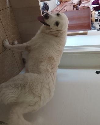 Cucciolo di cane di 10 mesi