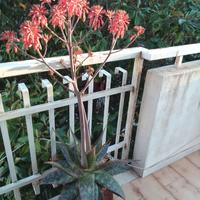 Piante aloe