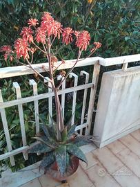 Piante aloe