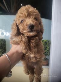 Cuccioli barboncino toy red