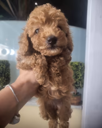 Cuccioli barboncino toy red