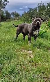American Bully