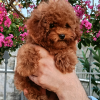 Cucciola di barbone(barboncina) mini