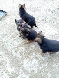Cuccioli di Pastore Tedesco