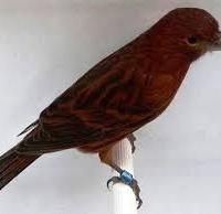 Canarini noir red intensi giovani e pronti